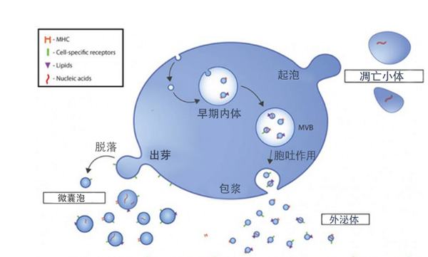 细胞外囊泡药物输送潜力股