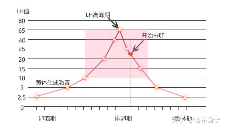 排卵试纸使用方法最全指南