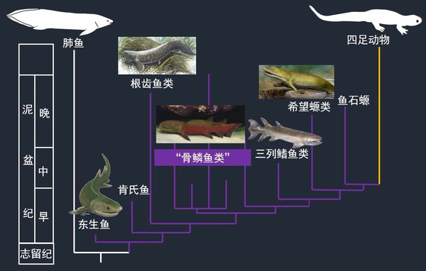 肉鳍鱼类演化图            来源:中国科学院古脊椎动物与古人类研究