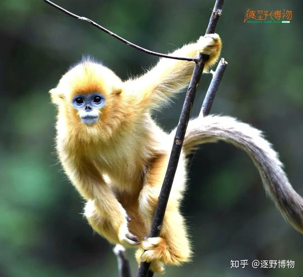 酱紫,我才是"金丝"最多的猴子