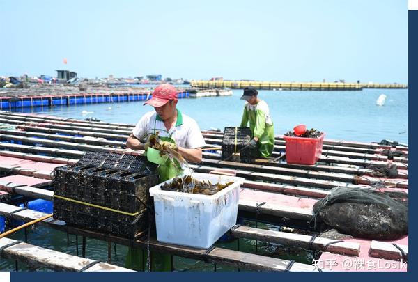 在福建一处鲍鱼养殖基地,养殖人员正在往养殖网箱内投放海带.