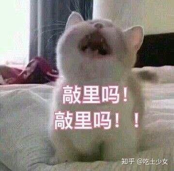 哪些表情包让你看一次笑一次?