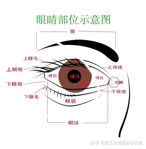 埋线双眼皮对眼部基础较高,随着年龄眼皮会变松,变成内双,在做双眼皮