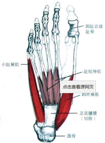 小趾展肌 起点:跟骨 止点:小趾近节趾骨底 功能:屈和外展小趾 小趾短