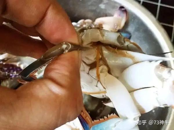 蟹嘴: 梭子蟹的蟹嘴部位是不能食用的,而且也会比较脏,因此把蟹嘴部位