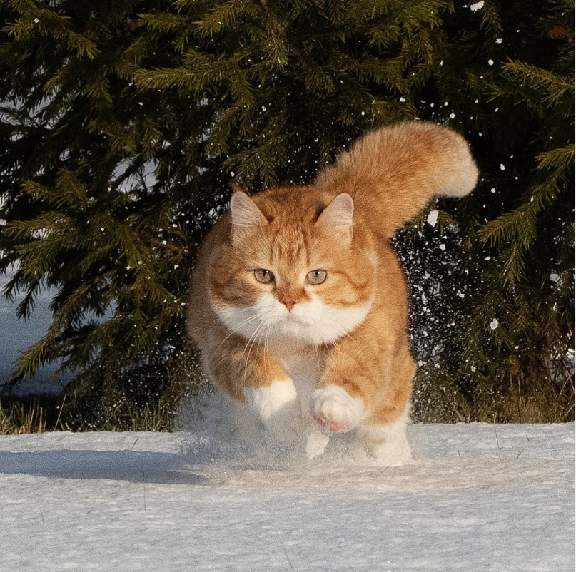 战斗民族的猫被怼脸拍后,它好像不太高兴啊