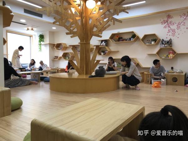 拔草魔都高端网红撸猫店"妙喵屋"游记