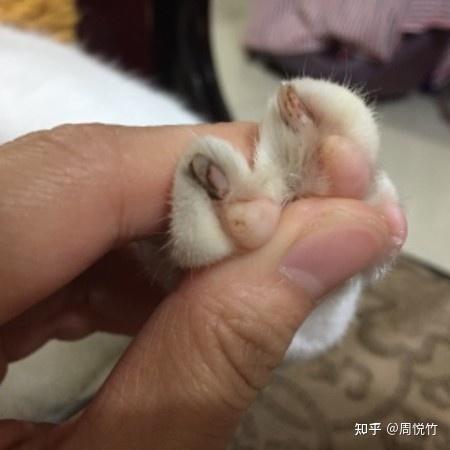 猫咪指甲有黑色的脏东西