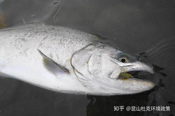 马苏大马哈鱼的海水形态,上颚是弯曲的,图片来自日本 而它的陆封