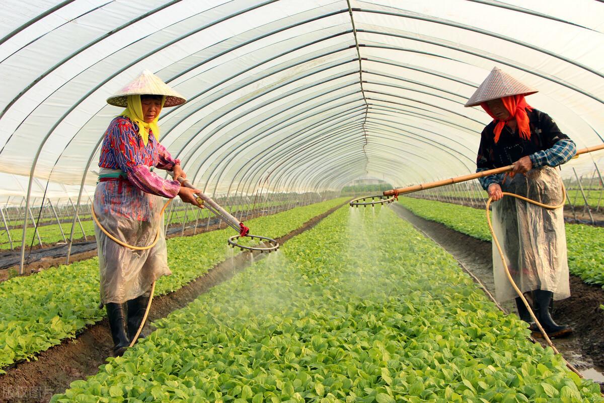 冬季露地大棚蔬菜管理要点农户快收好