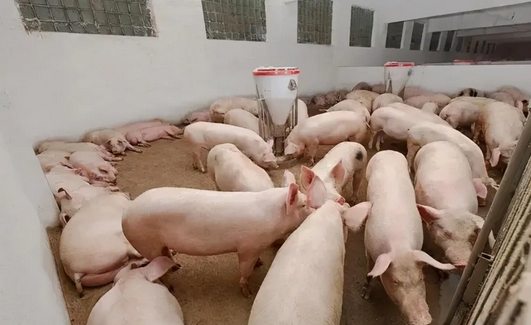 猪场发现有非洲猪瘟怎么办?