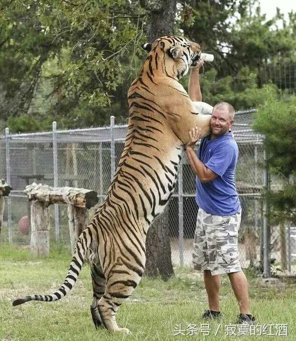 对老虎等大型猫科动物使用十字固,裸绞有用吗?