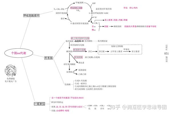 生物化学氨基酸蛋白质代谢思维导图重点汇总串讲必备