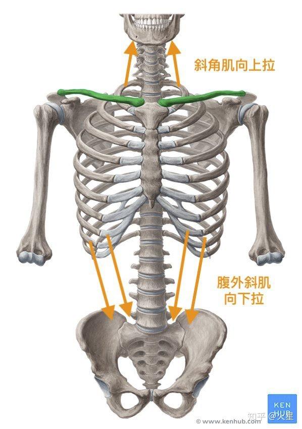 泵柄(pump handle) 主要用于描述胸骨向前上方向的活动.