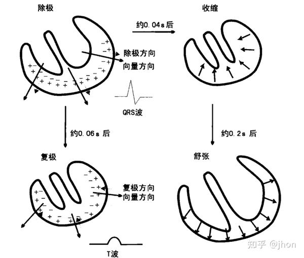 1-4 心室肌的除极和复极心电向量方向相同