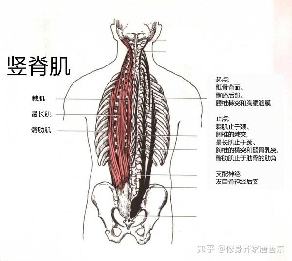 4,运动康复训练(1)训练腰部的竖脊肌 它主要由棘肌