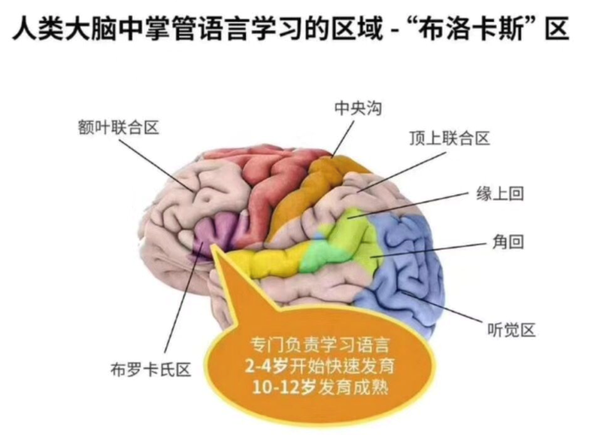 因此,儿童英语学习随着孩子年龄的增长,布罗卡区的灵敏性却呈下降趋势