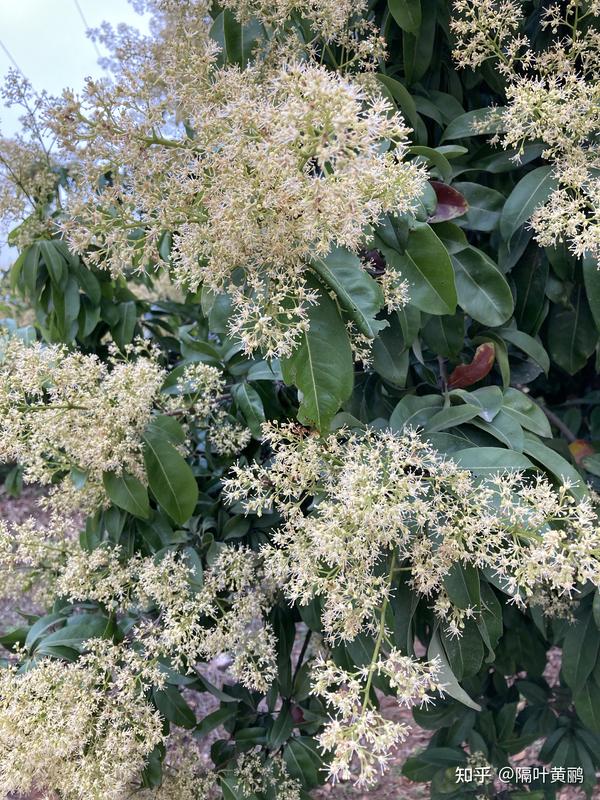 近看荔枝花,蜜蜂采了酿成荔枝蜜.