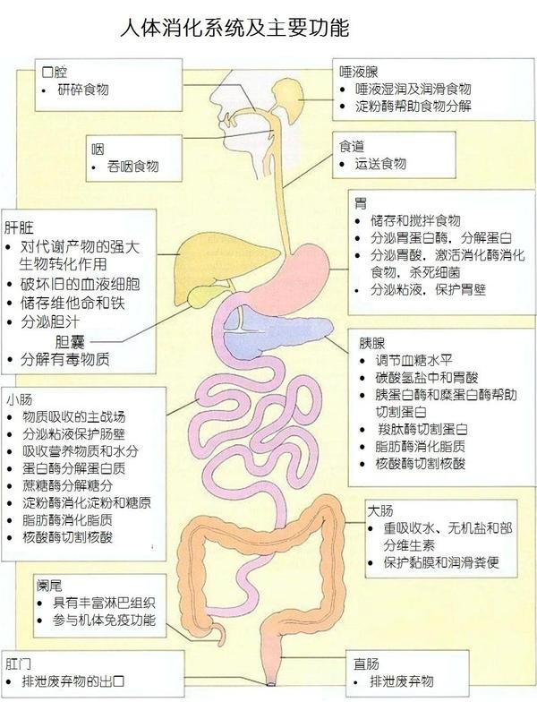 人体消化系统示意图,以及所有涉及消化的不同酶,求解答~?