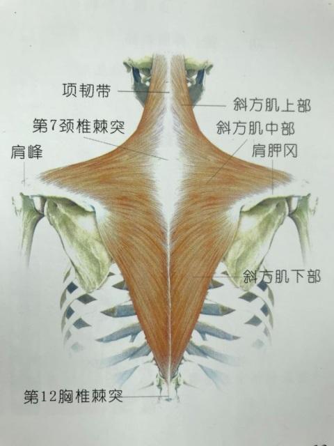 而斜方肌中下束,菱形肌,深层颈屈肌等长期处于放松状态,肌力逐渐减弱