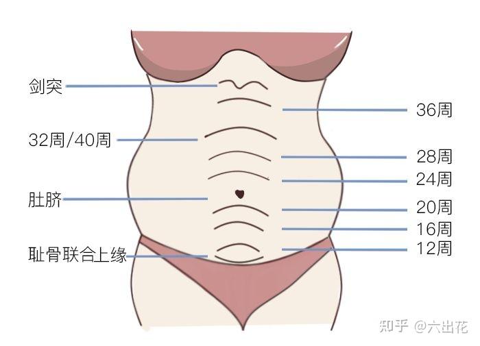 怀孕35周了肚子有多大