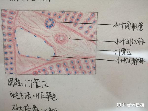 组胚学与病理学实验红蓝铅笔报告册