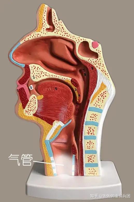 气管上方是喉部,喉部发音需要借助气管的气流.