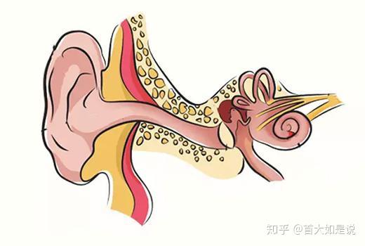首大李希平:中耳炎总是反复?该好好保护你的耳朵了
