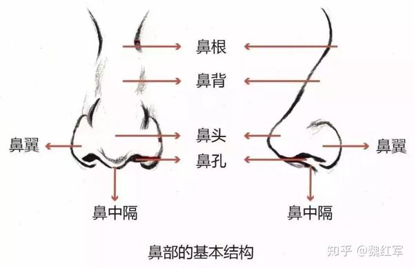 4,鼻背部感染,发硬,溃烂