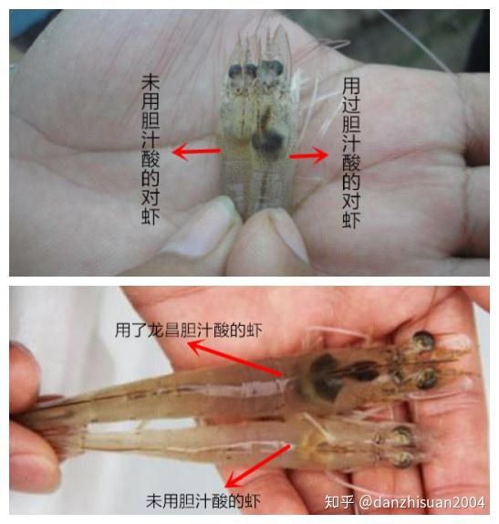 提高南美白对虾成活率和产量,保护对虾肝胰脏顺利转肝