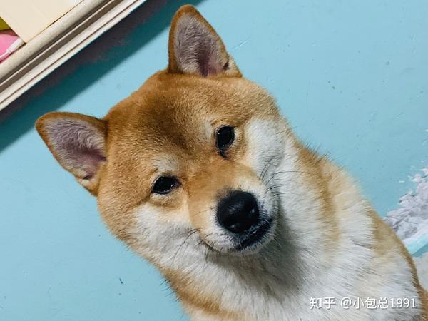 求问大家我家柴柴属于失格犬吗?