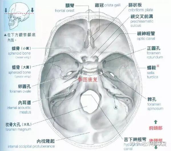 颅骨基础解剖 - 知乎