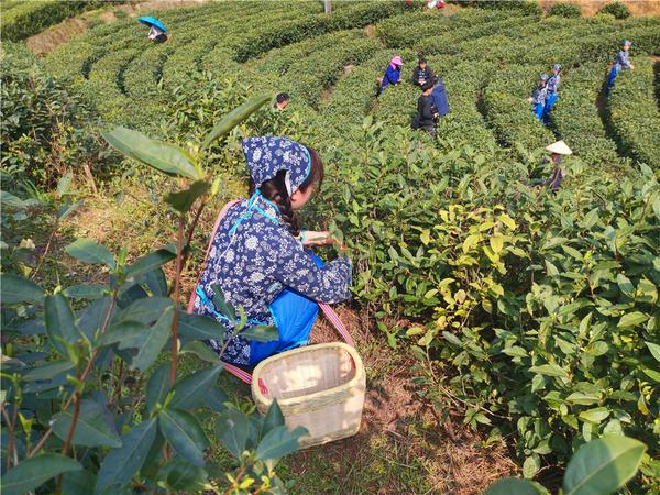 江西遂川:采茶姑娘 茶园内一道靓丽的风景线