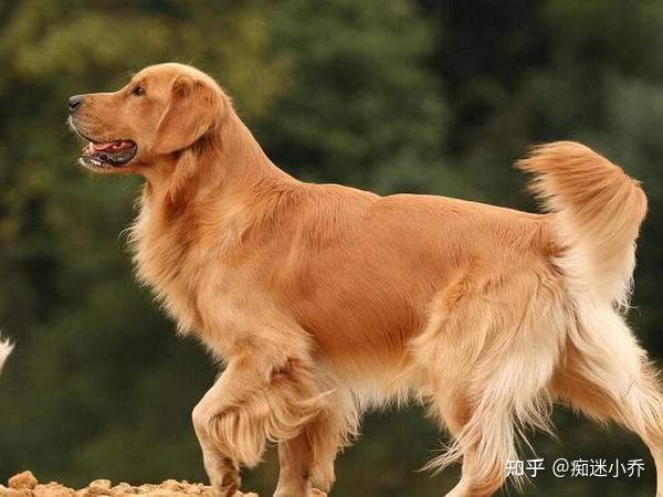 狗笼:笼养,直接买最大的,毕竟金毛是大型犬,长得快!