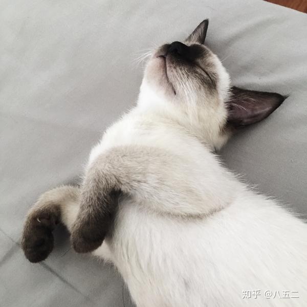 有人来交流养暹罗猫心得吗?