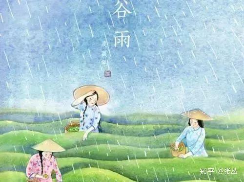 谷雨采茶