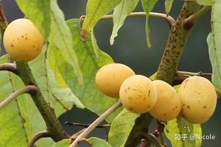 真的有点酸,酸枣子树很高很高,果子熟了,我们往往只能捡掉在地上的吃