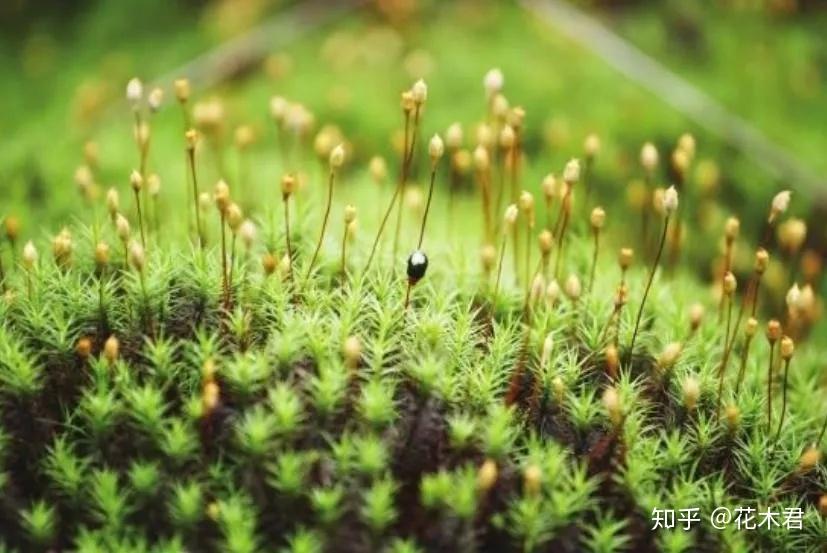 苔藓面面观泥炭藓的鉴赏以及在园艺宠物市场的应用