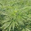乔舒马赫患癌去世医用汉麻有望帮助癌症治疗