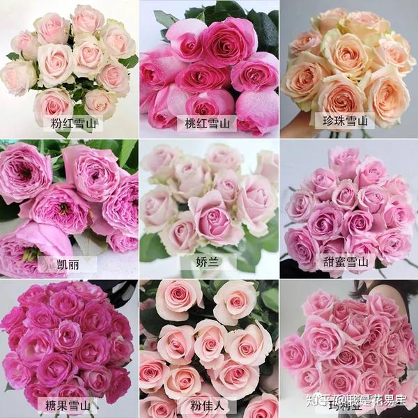 粉色系玫瑰共性 粉色玫瑰是彩玫大类中品种较多的一种,单色粉,双煞圹