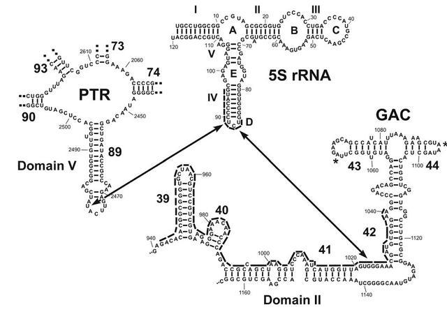 可能起到稳定23s rrna肽基转移中心和gtpase活性的结构的作用