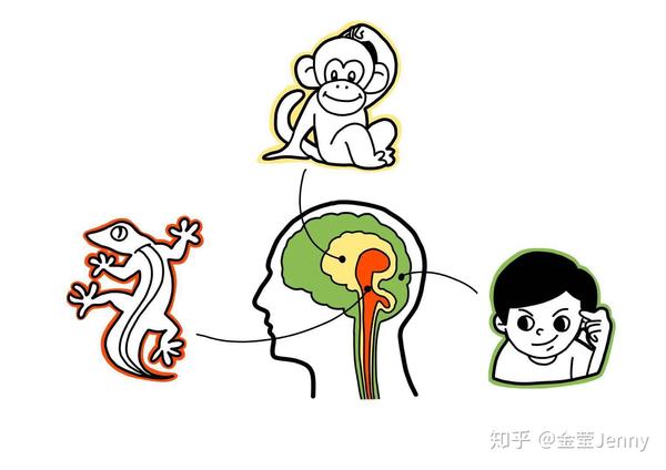 认识到大脑结构是进化的产物