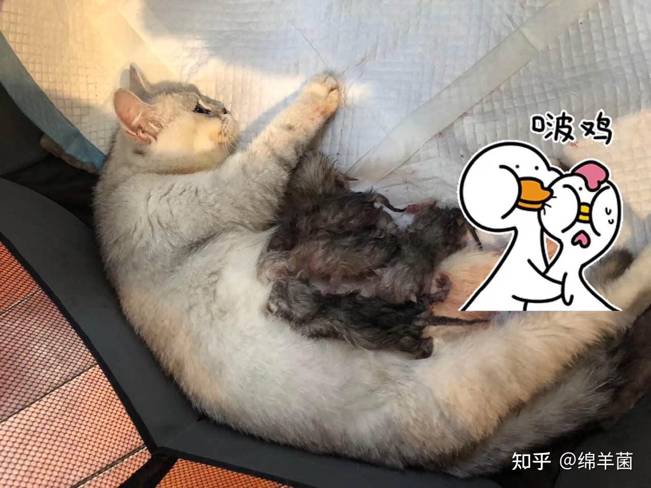 猫咪剖腹产(警示贴)