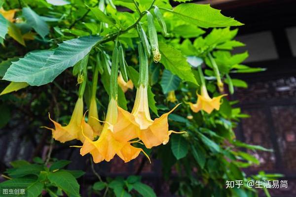 曼陀罗花有多种花色,不同颜色的曼陀罗的花语也不一样.