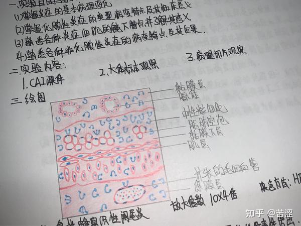 病理学实验红蓝铅笔绘图#病理实验画图