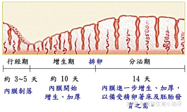 子宫内膜厚约3-5mm 分泌期:月经周期第15-28天,子宫内膜增厚至约10mm