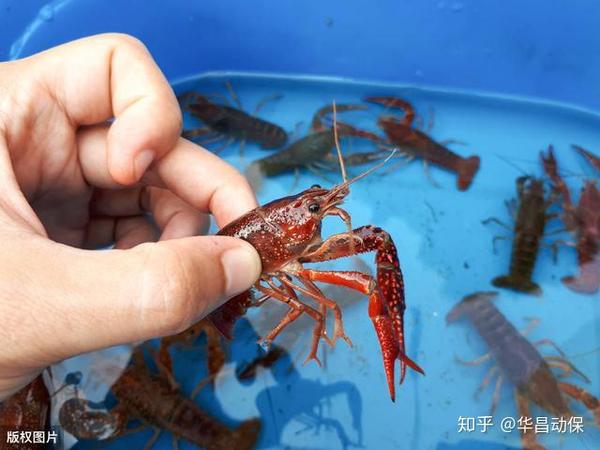 小龙虾出现蜕壳不遂是怎么回事如何帮助小龙虾脱壳预防脱壳不遂