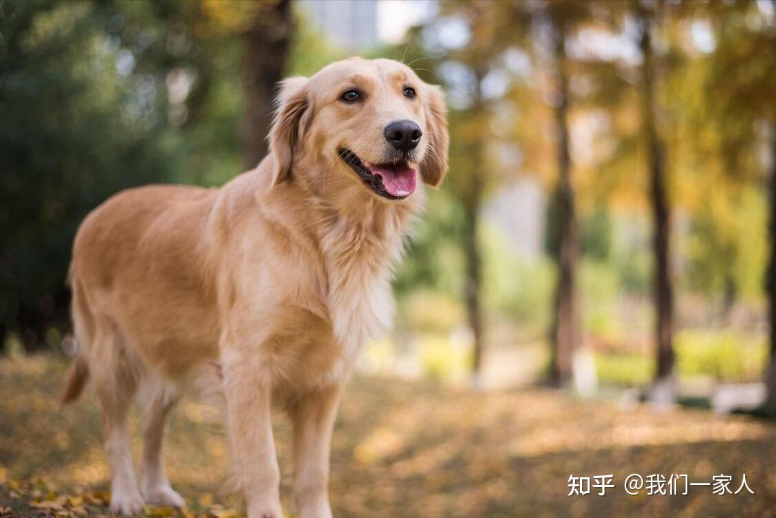 1,金毛寻回犬