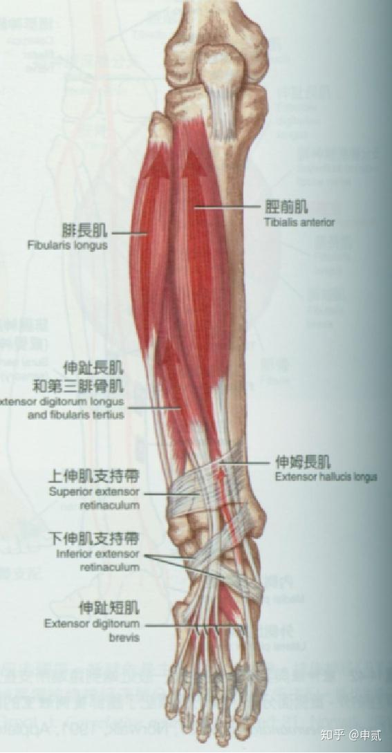 起于:腓骨外侧面下部,其肌腱经外踝后方 止于:第5跖骨粗隆作用:跖屈踝