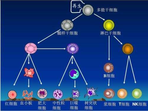 新型冠状病毒141:分化,癌,指事字,上皮